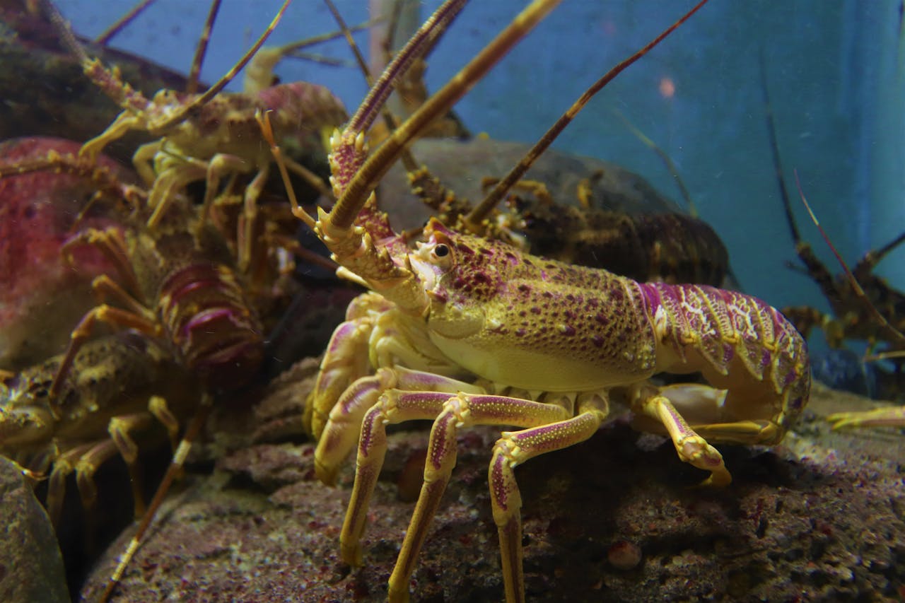 lobster underwater
